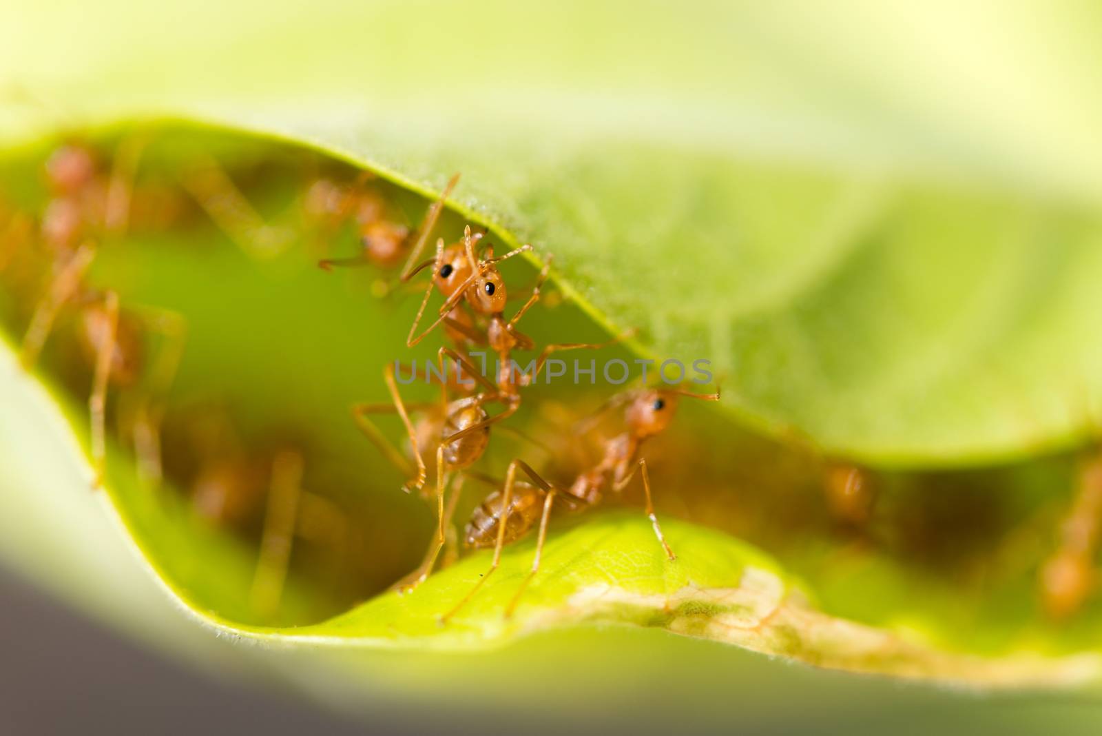 Weaver ants in green leaves by iryna_rasko
