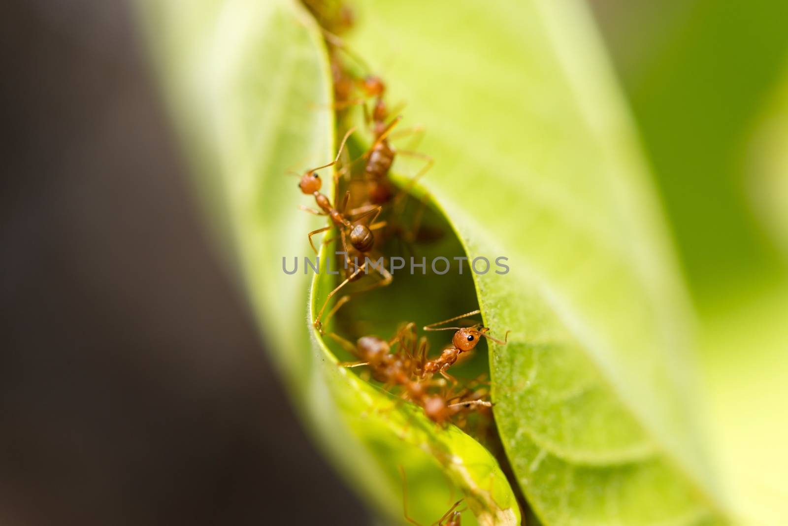 Weaver ants in green leaves by iryna_rasko