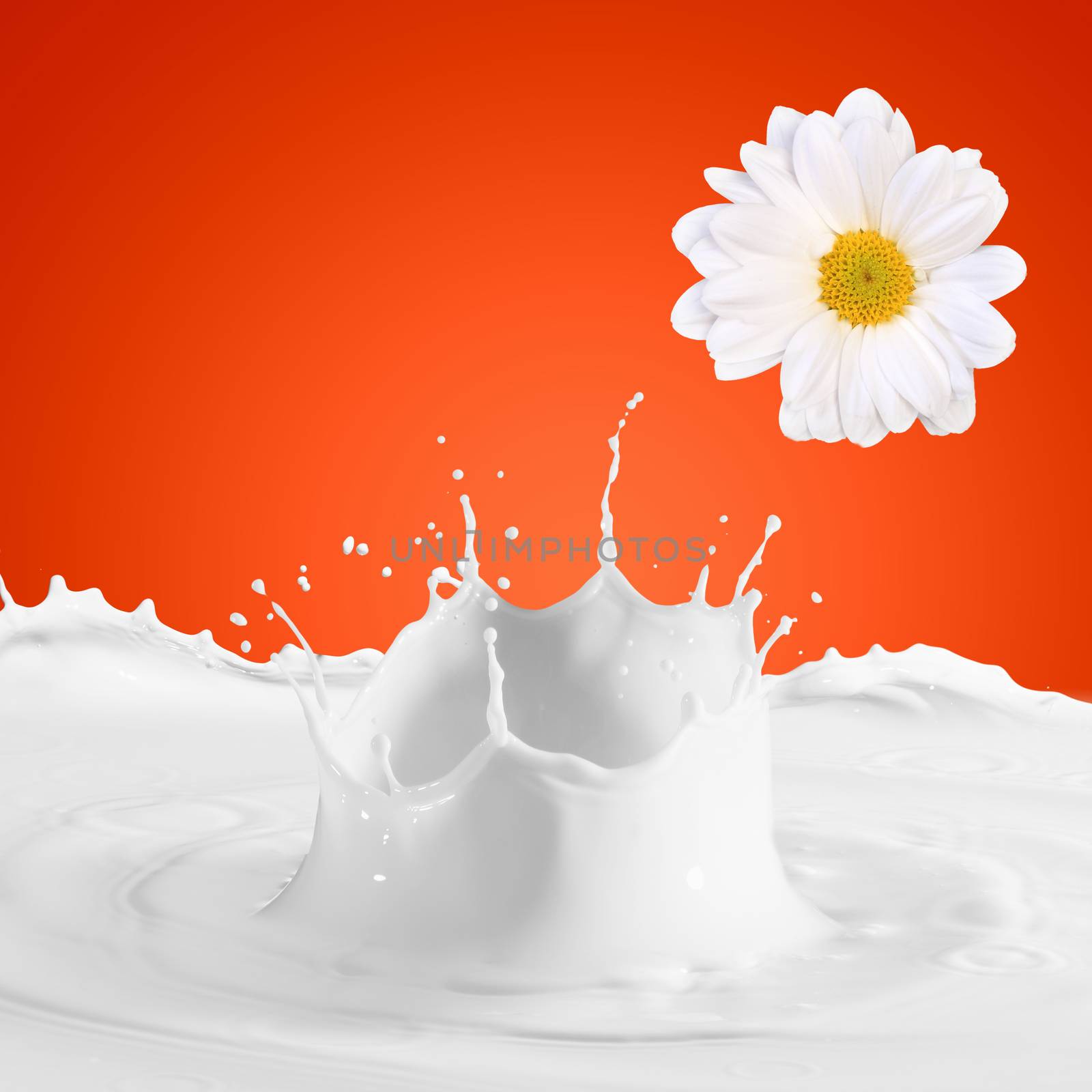 Image of milk splashes by sergey_nivens