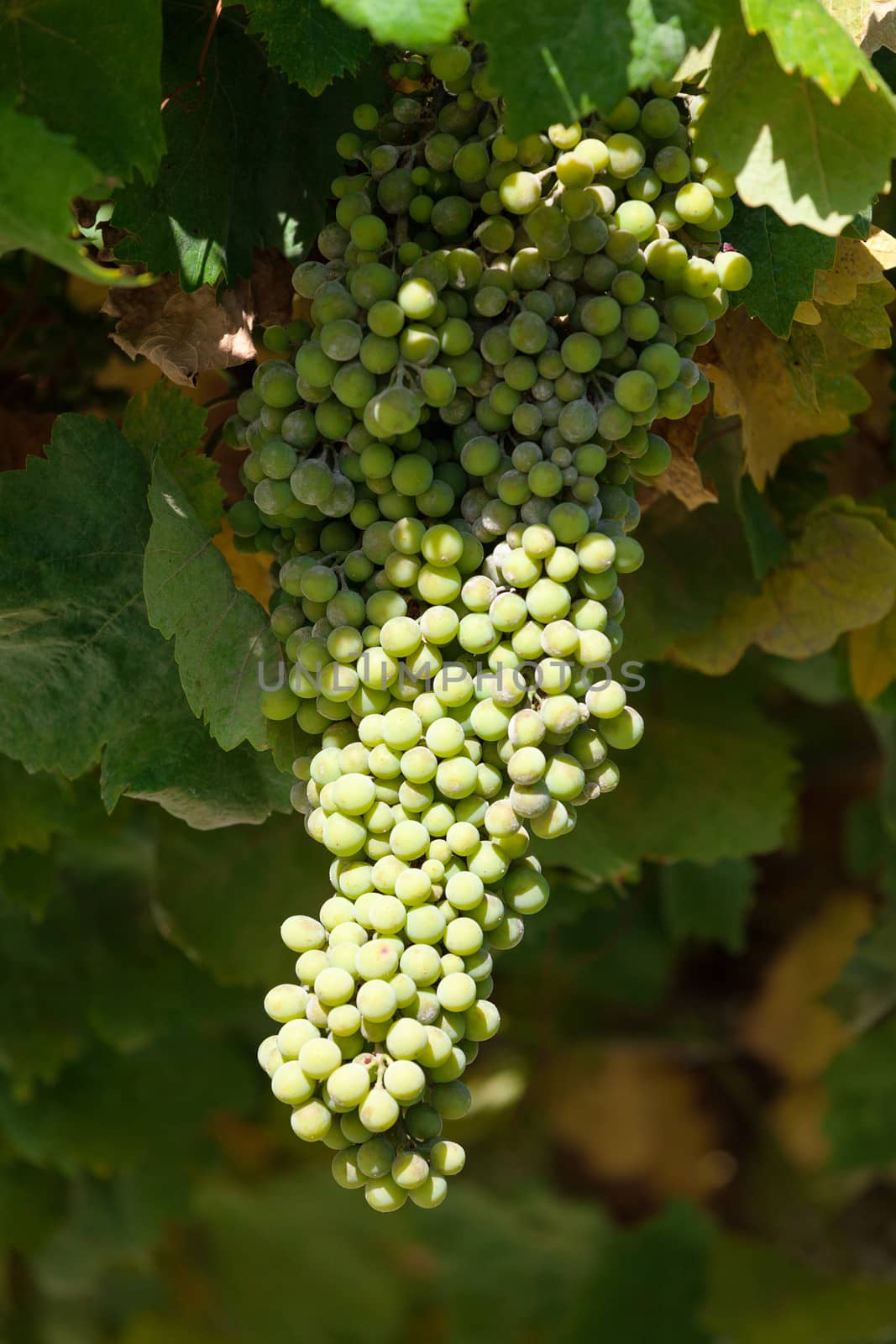 Bunch of green grapes on grapevine in vineyard by Discovod