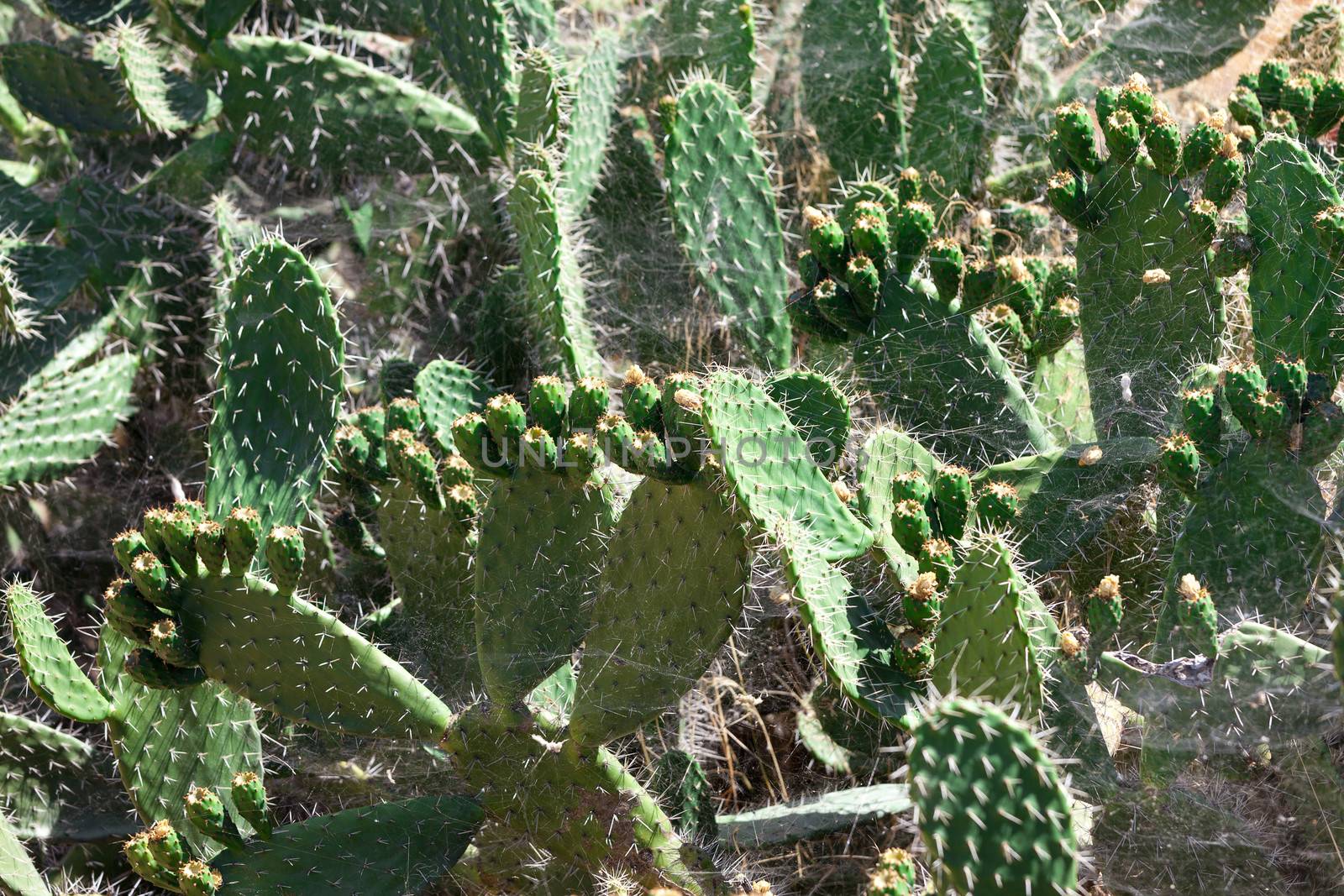 Bush green prickly cactus with spider web, closeup