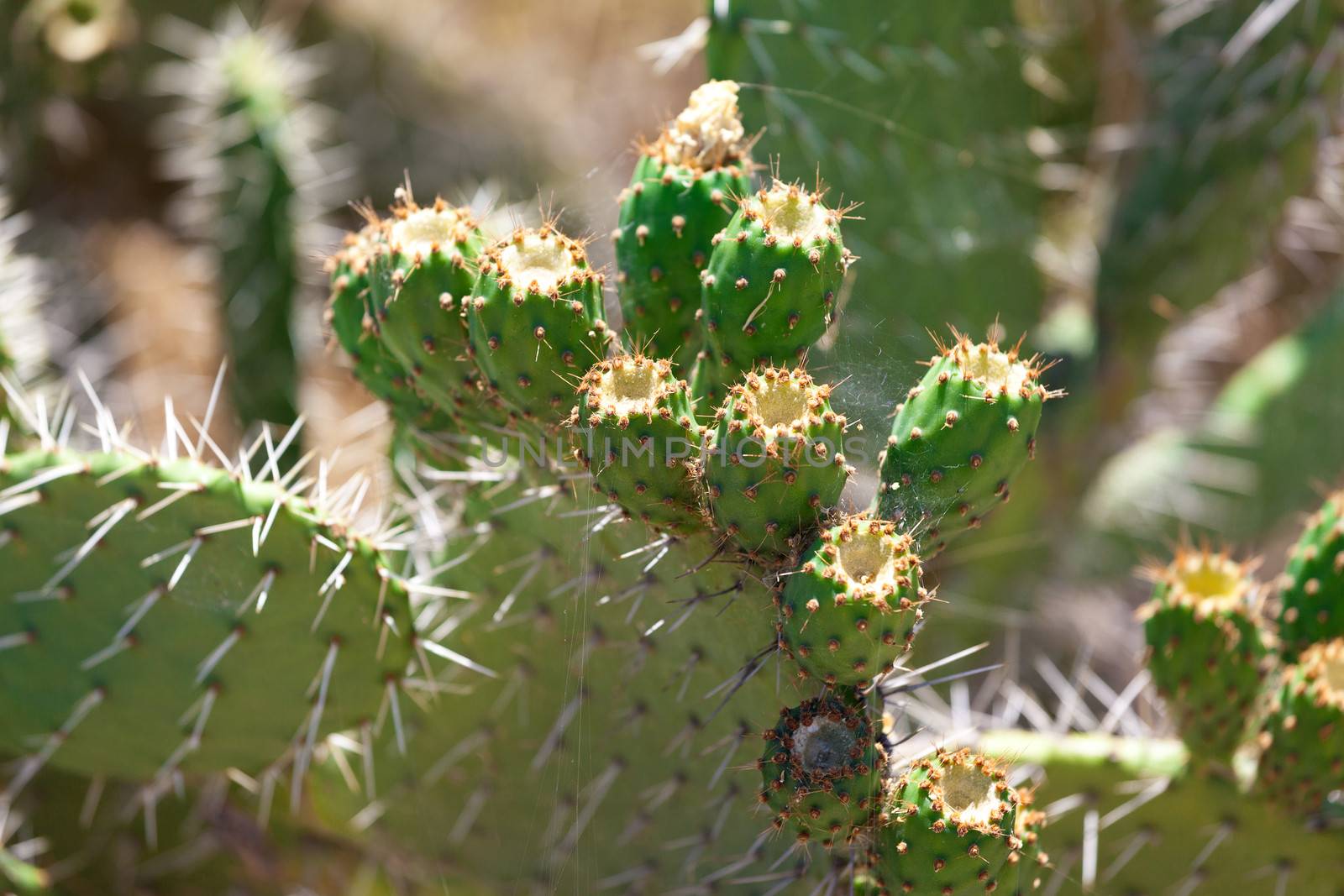 Bush green prickly cactus with spider web, closeup