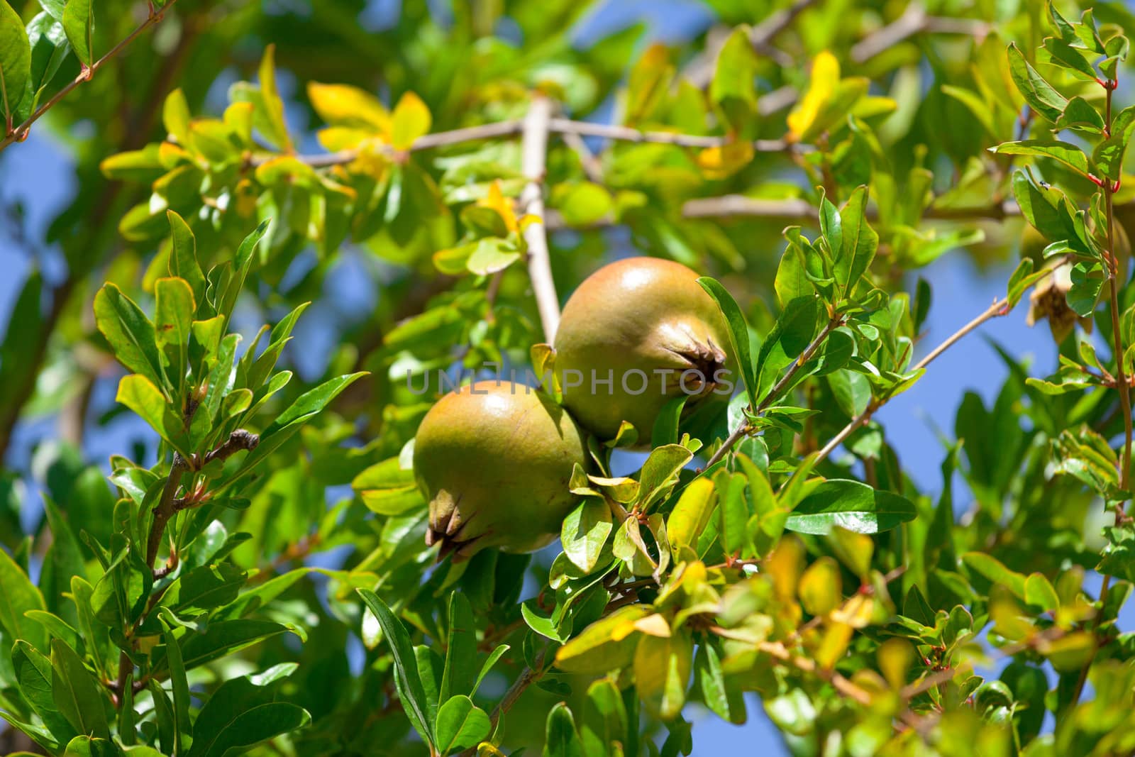 Pomegranate fruit on the green tree, closeup