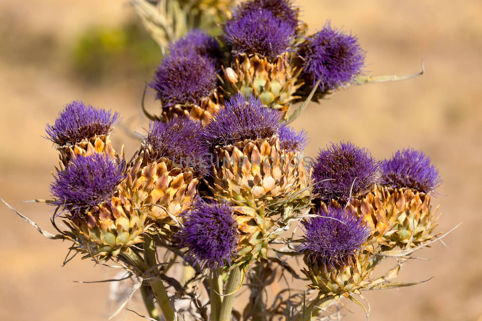 Vibrant milk thistle flowers by Discovod