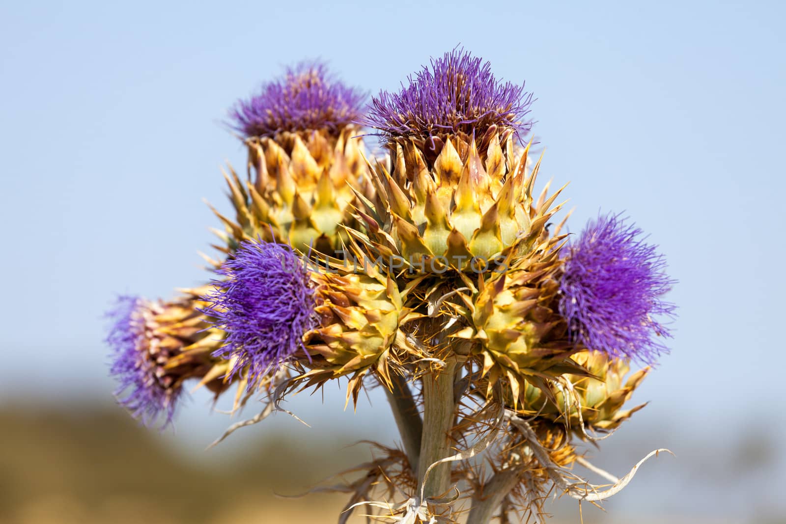 Vibrant milk thistle flowers, closeup