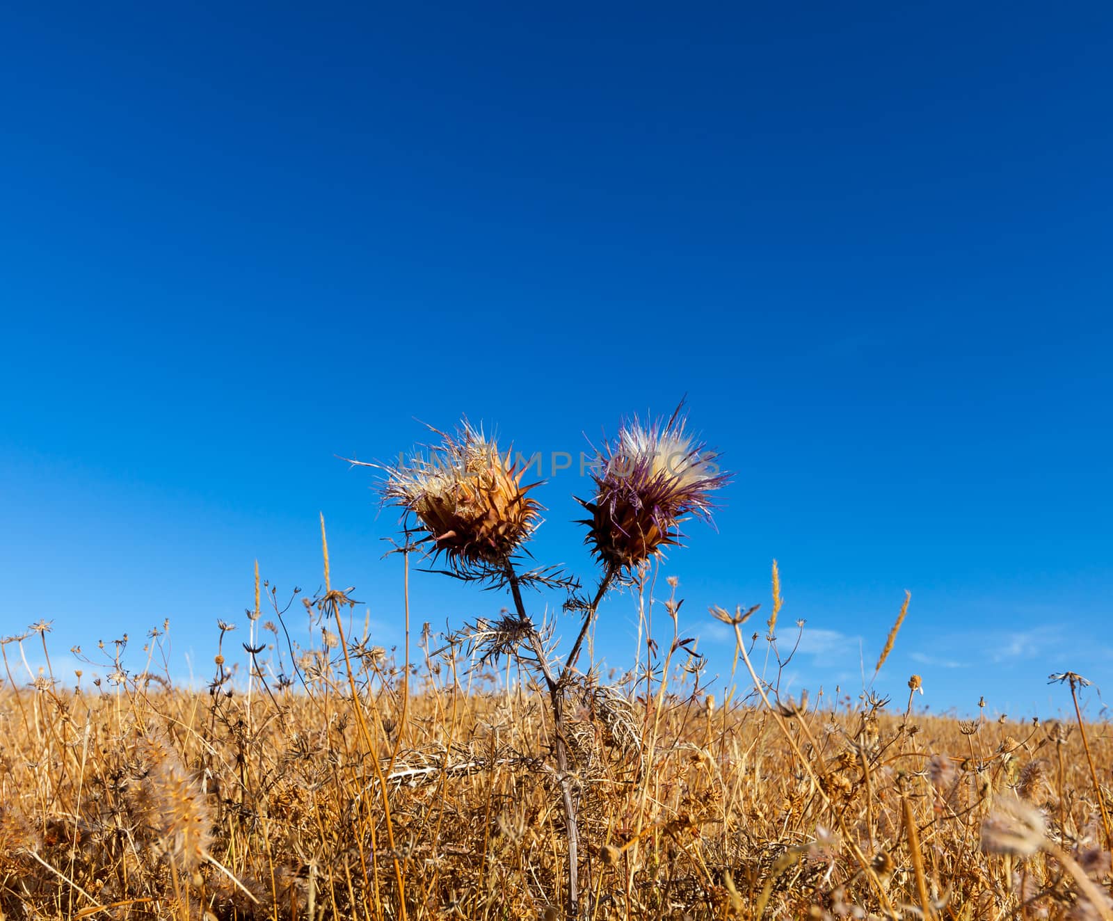 Vibrant milk thistle flowers by Discovod