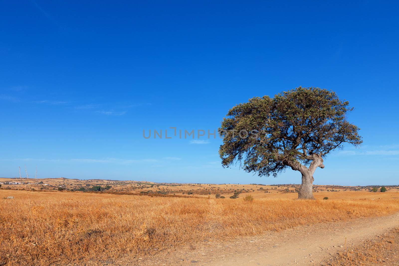 Single tree in a wheat field on a background of blue sky by Discovod