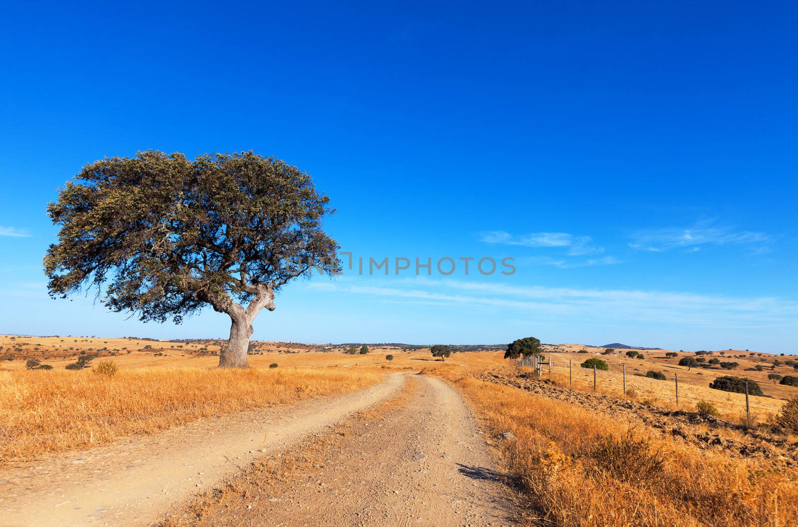 Single tree in a wheat field on a background of blue sky, beautiful scenery 