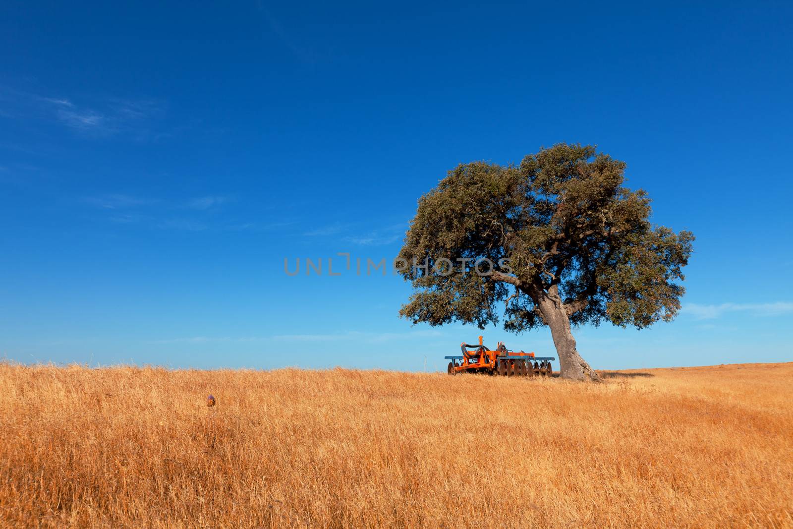 Single tree in a wheat field on a background of blue sky by Discovod