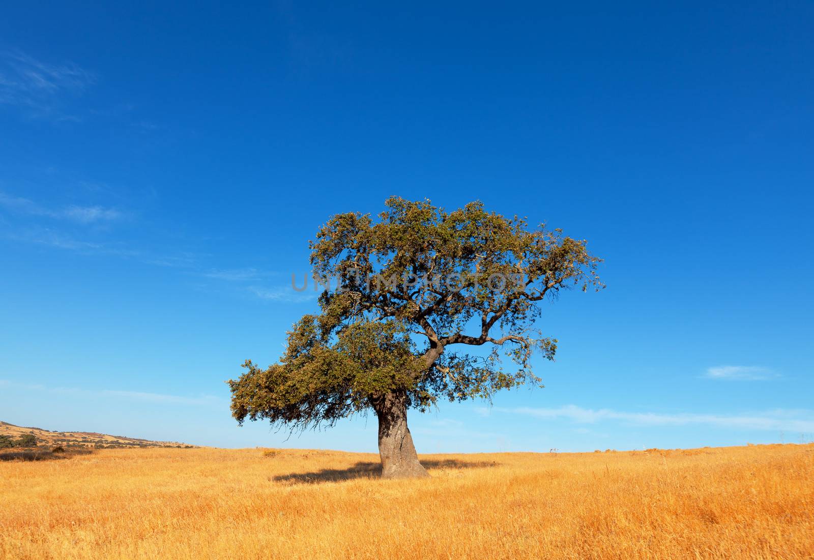 Single tree in a wheat field on a background of blue sky by Discovod