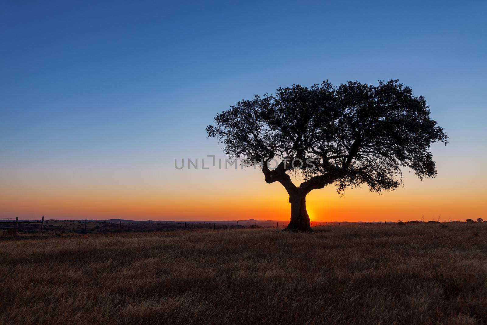 Single tree in a wheat field on a background of sunset by Discovod