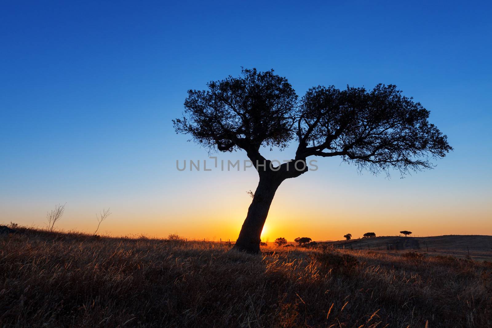 Single tree in a wheat field on a background of sunset, beautiful scenery 