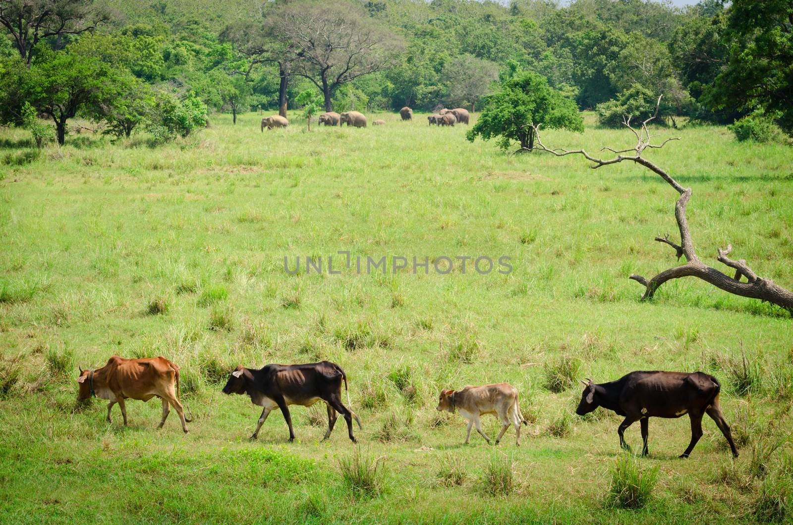 Domestic animals with wild elephants on background in green fields