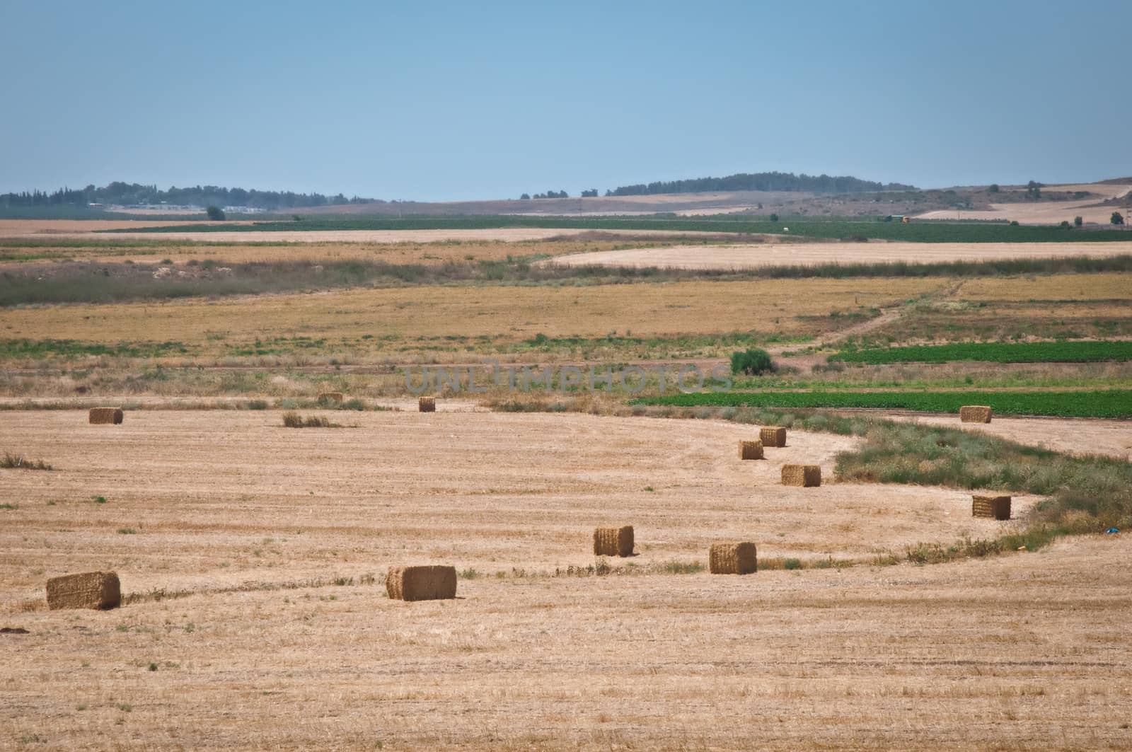 Summer field farm in the countryside filled with straw bales.  Israel .
