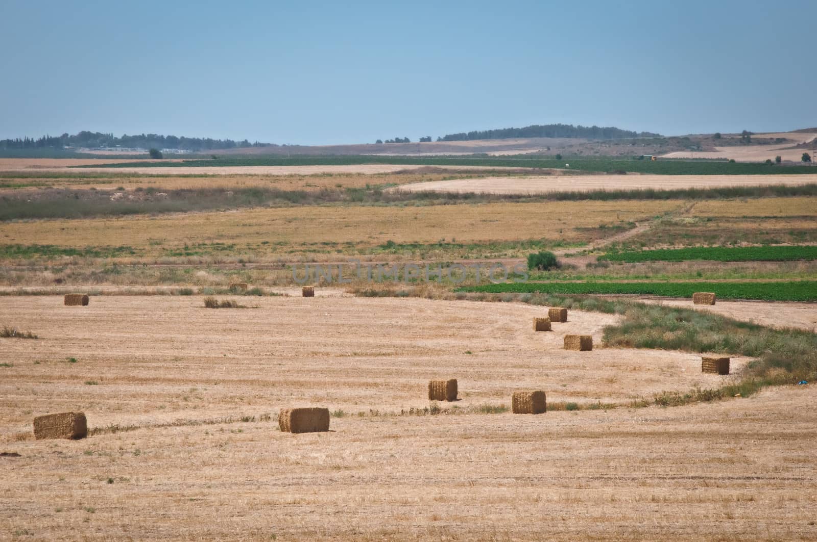 Summer field farm in the countryside filled with straw bales.  Israel .