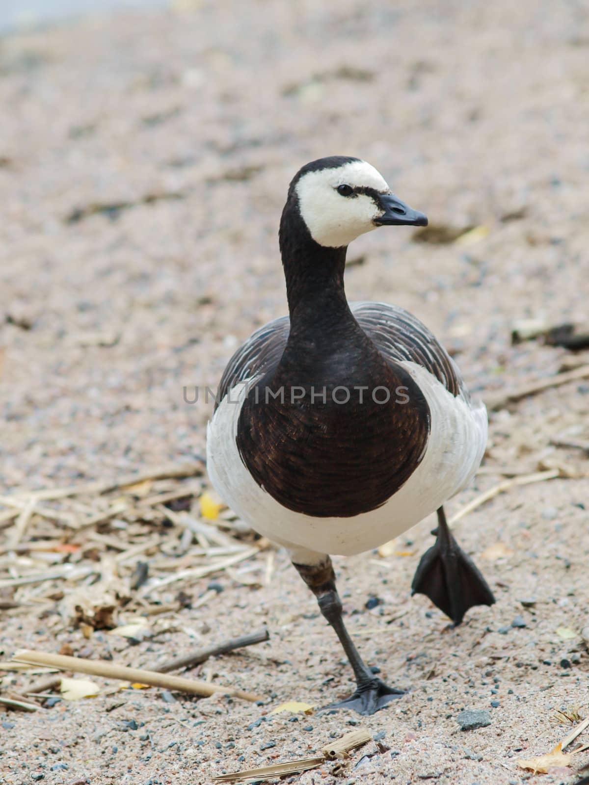 Barnacl goose at beach by Arvebettum