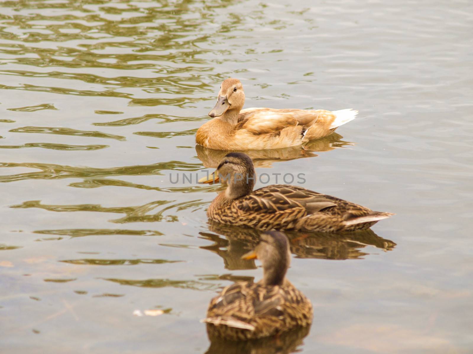 Light brown mallard duck by Arvebettum