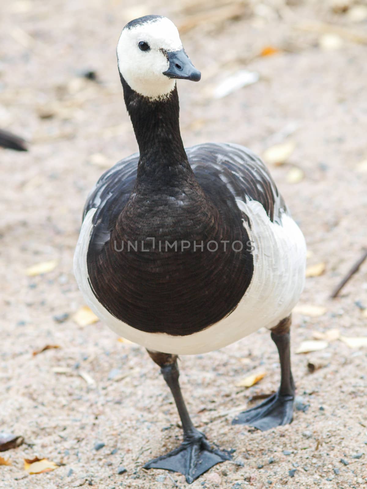 Barnacl goose at beach by Arvebettum