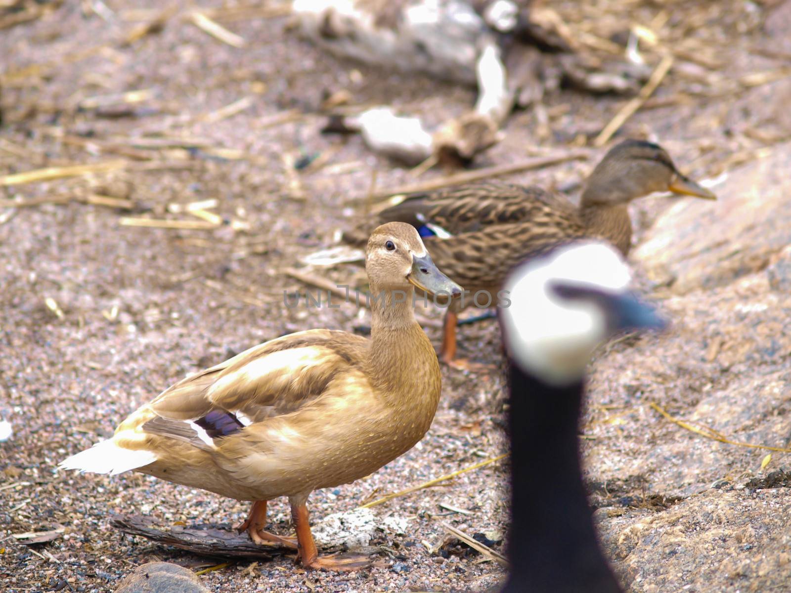 Female mallard duck, lighter brown than all the other ones