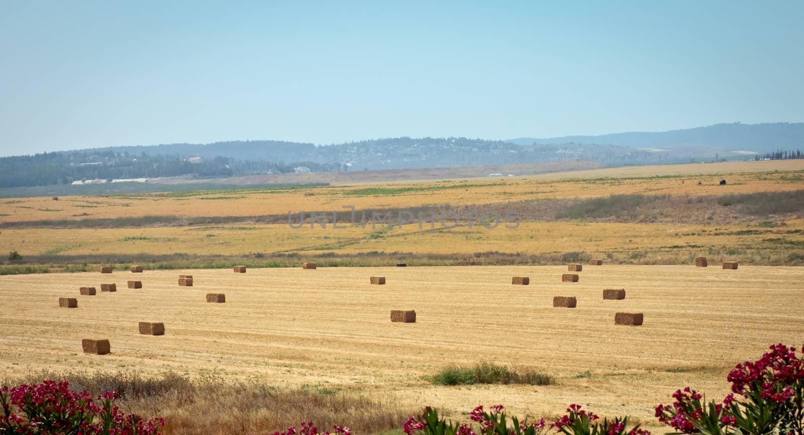 Summer field farm in the countryside filled with straw bales.  Israel .