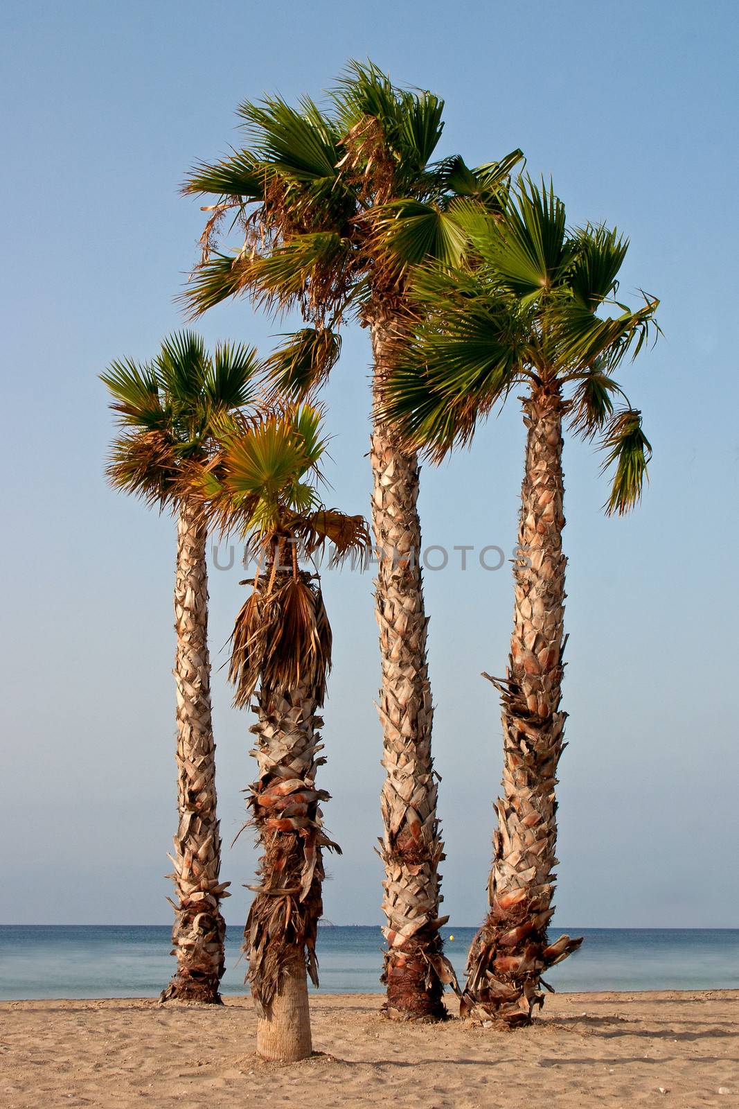 Four Palm Trees at the Spanish Coast