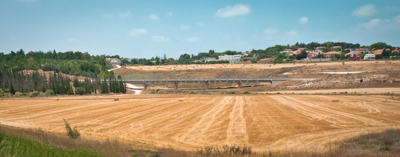 Summer field farm in the countryside filled . Bridge. Israel .