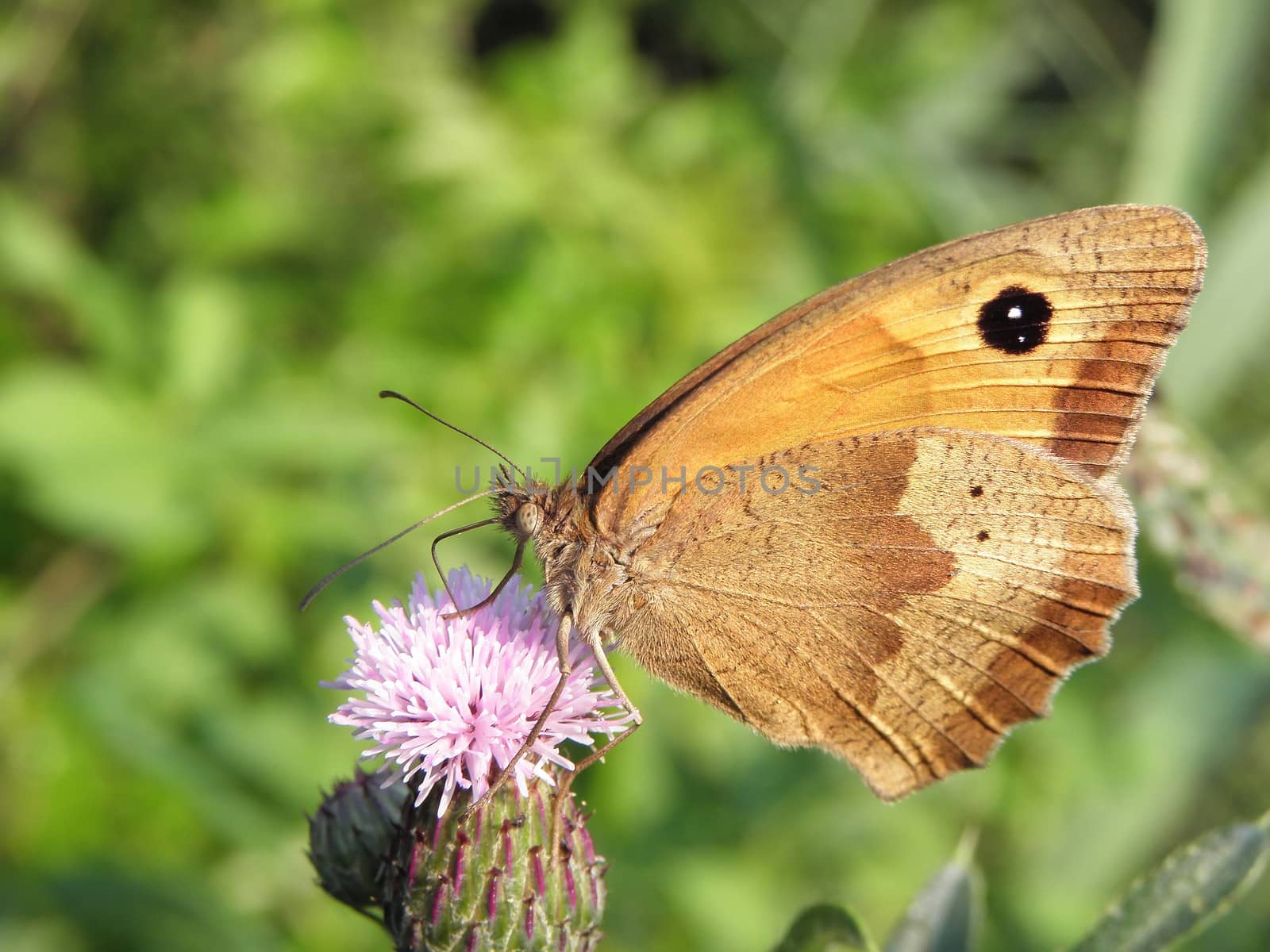 Butterfly on  flower.  by dadalia