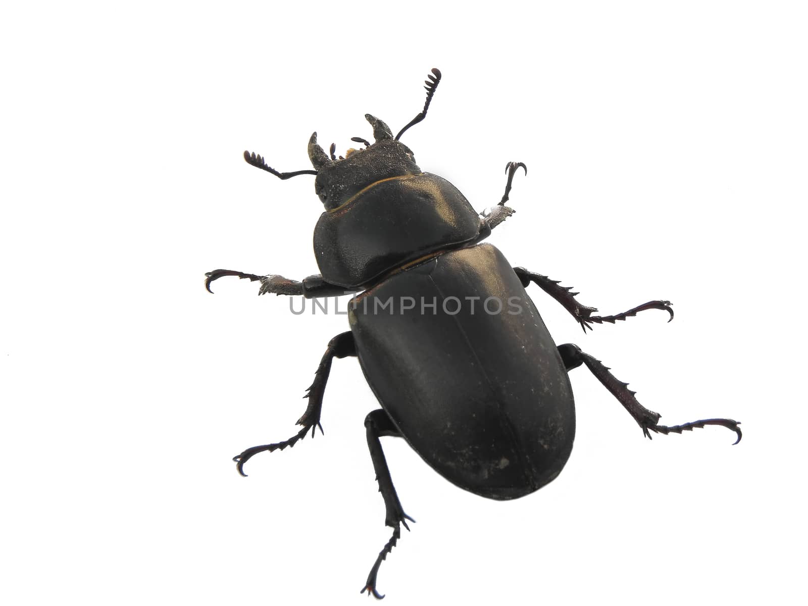 Stag Beetle. Stag Beetle. insect, macro, nature, wildlife, bug,