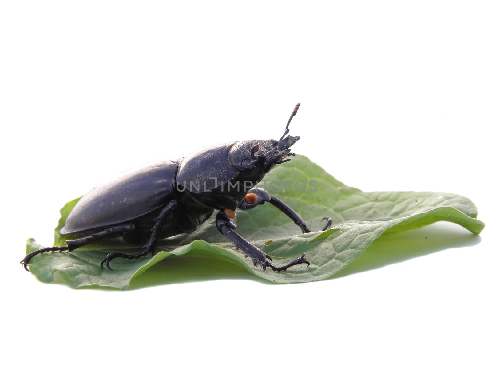 Stag Beetle. by dadalia