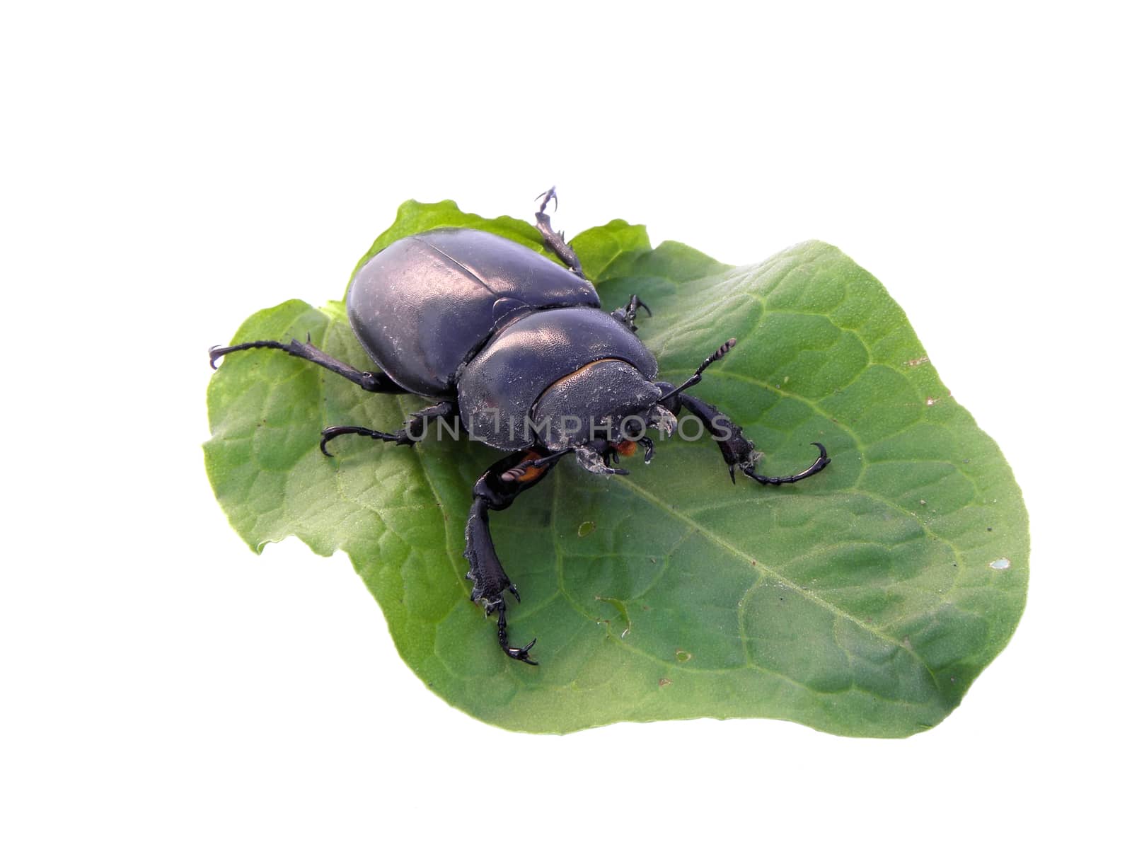 Stag Beetle. by dadalia