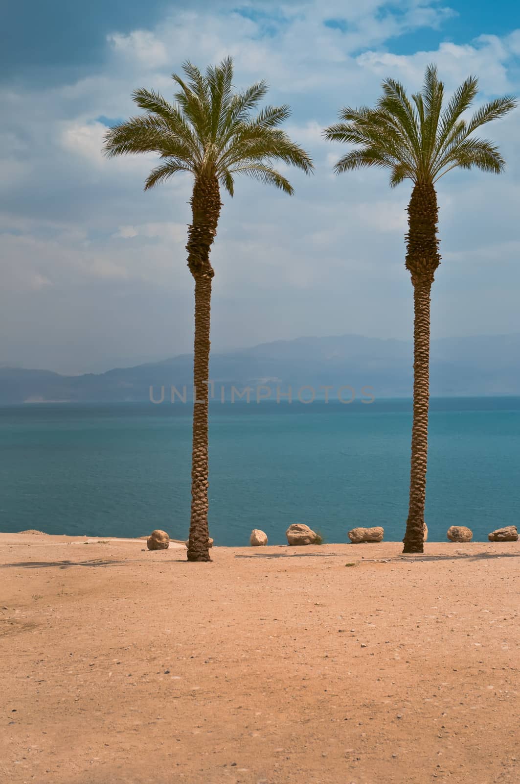 Oasis on the shore of the Dead Sea. Israel
