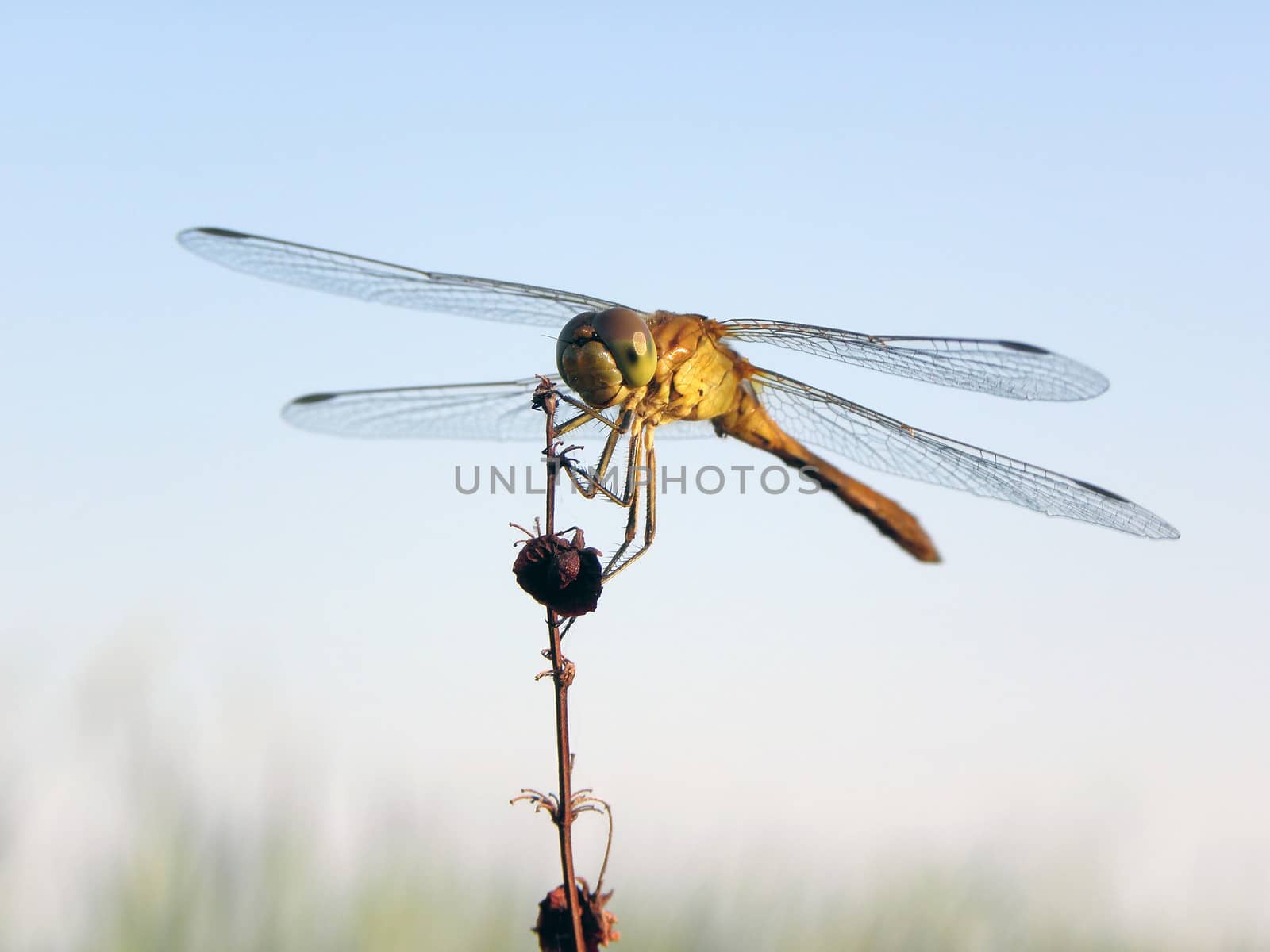 Dragonfly hunt.  nature, dragonfly, insect, macro, wildlife, 
