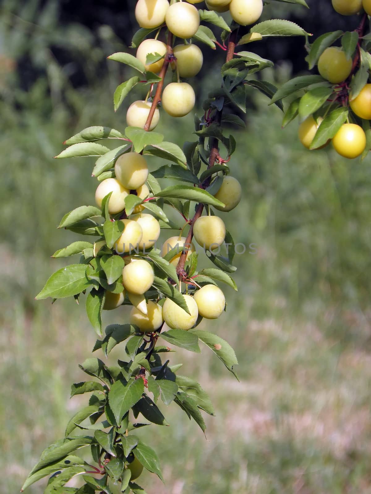 Greengage plums. fruit, greengage, fresh,