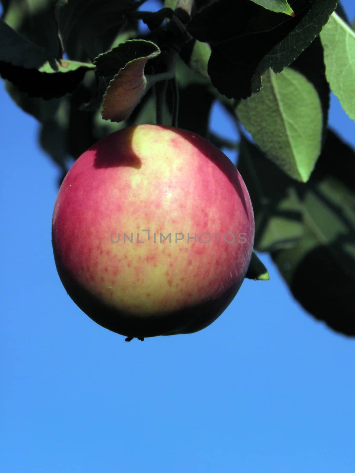 Red apple.  food, fruit, healthy, fresh, green, diet, 