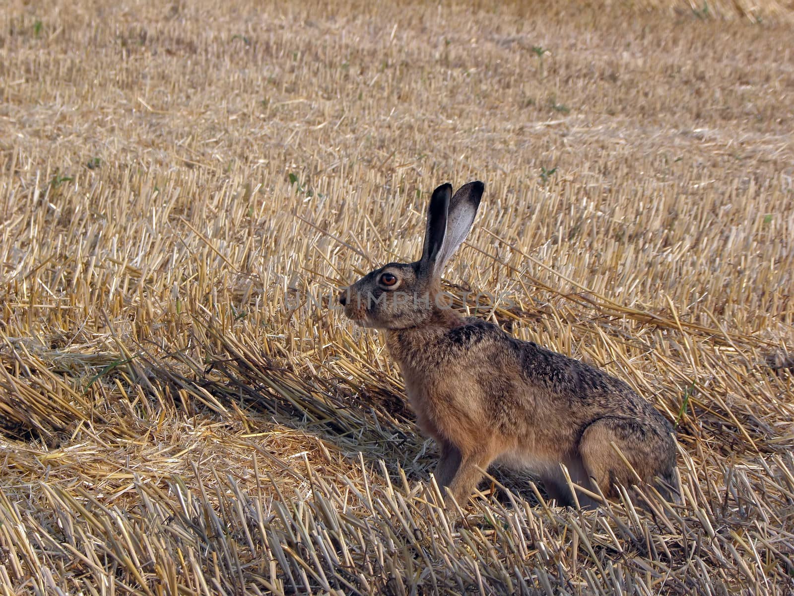 The hare and attentive to all danger.