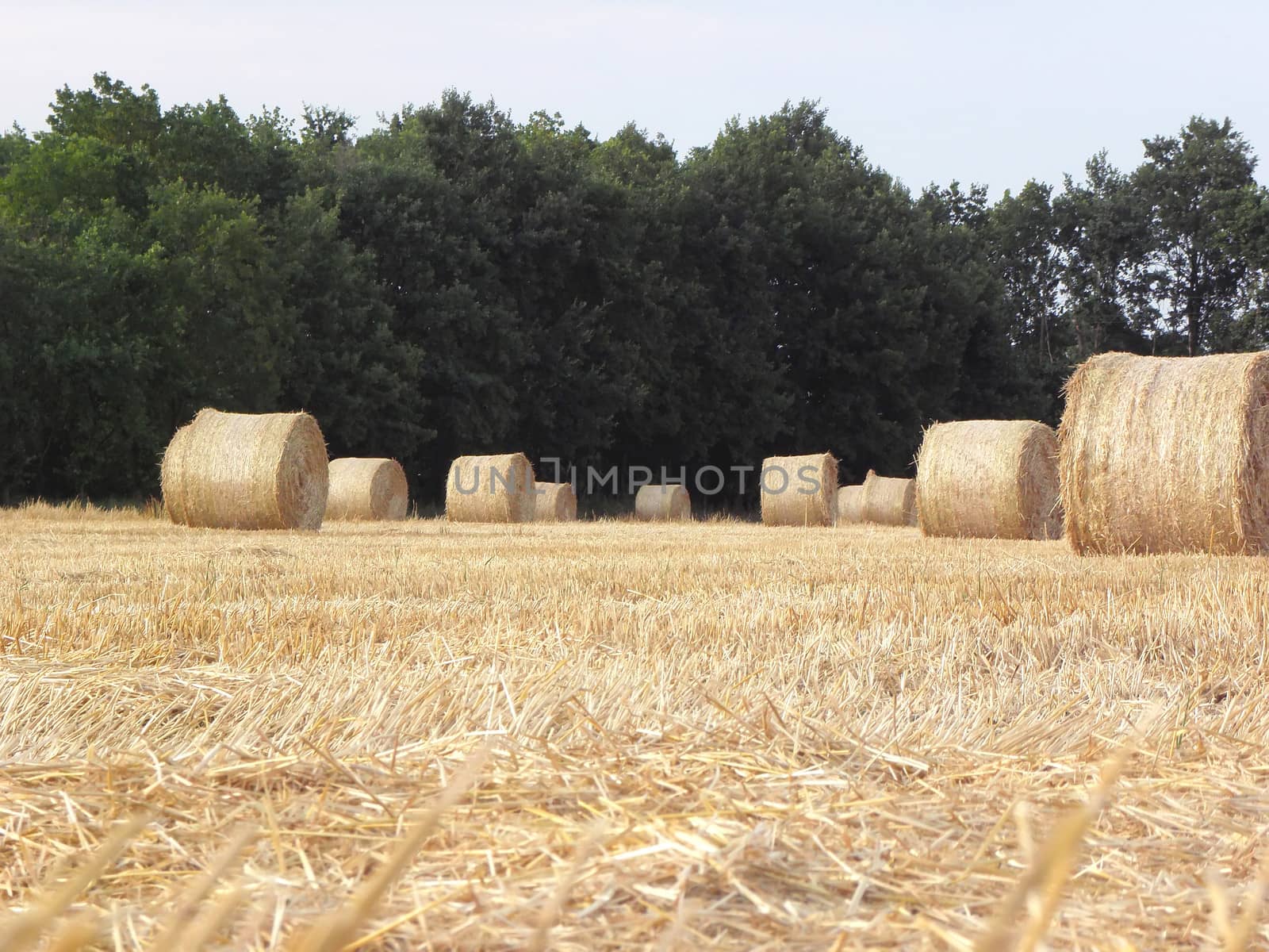 Straw bales of stubble.  summer, harvest, field