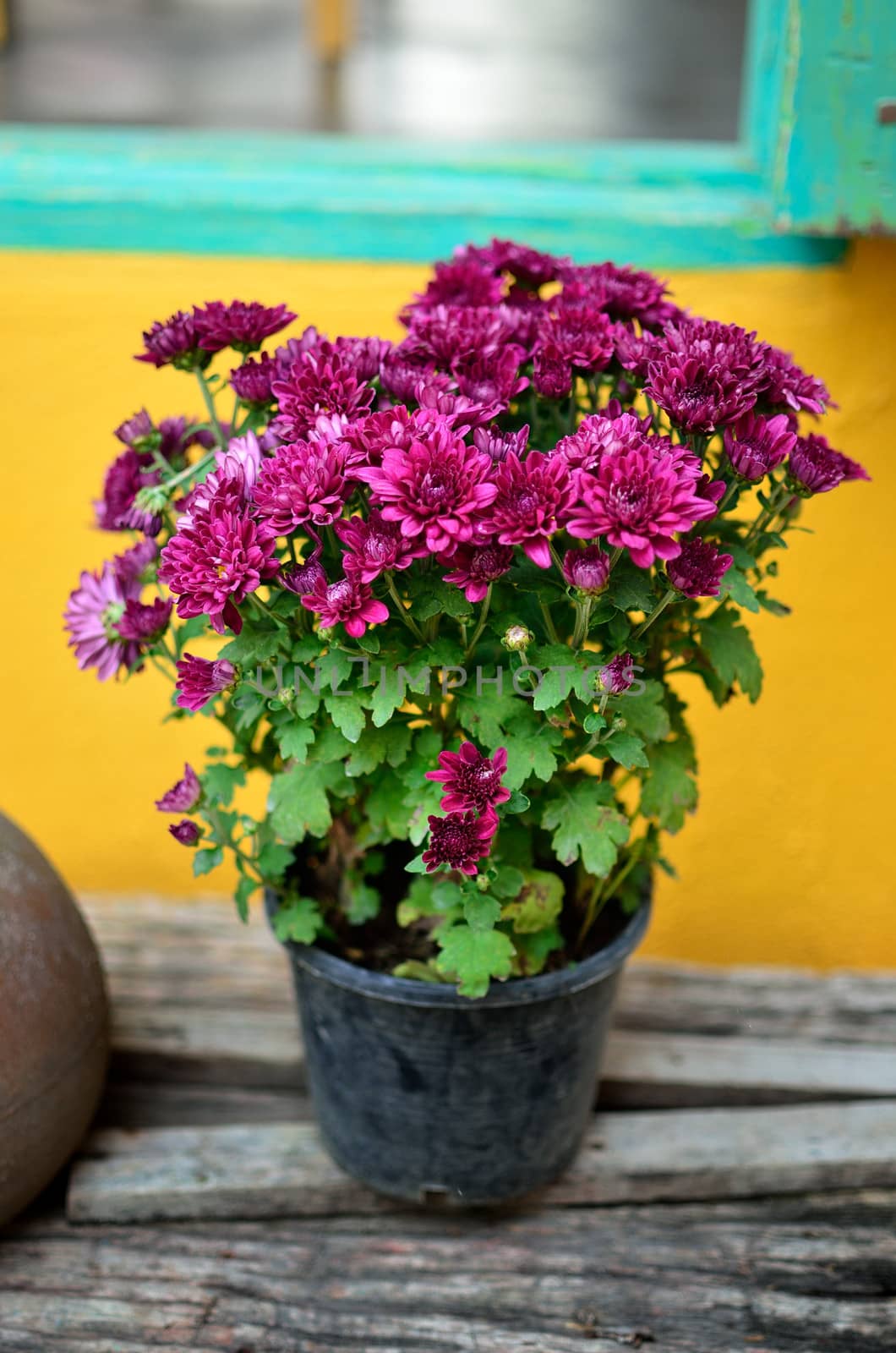 Nice purple flower in pot