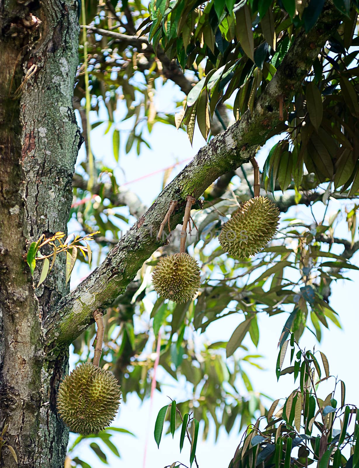 Durian on tree,  Agriculture in Thailand