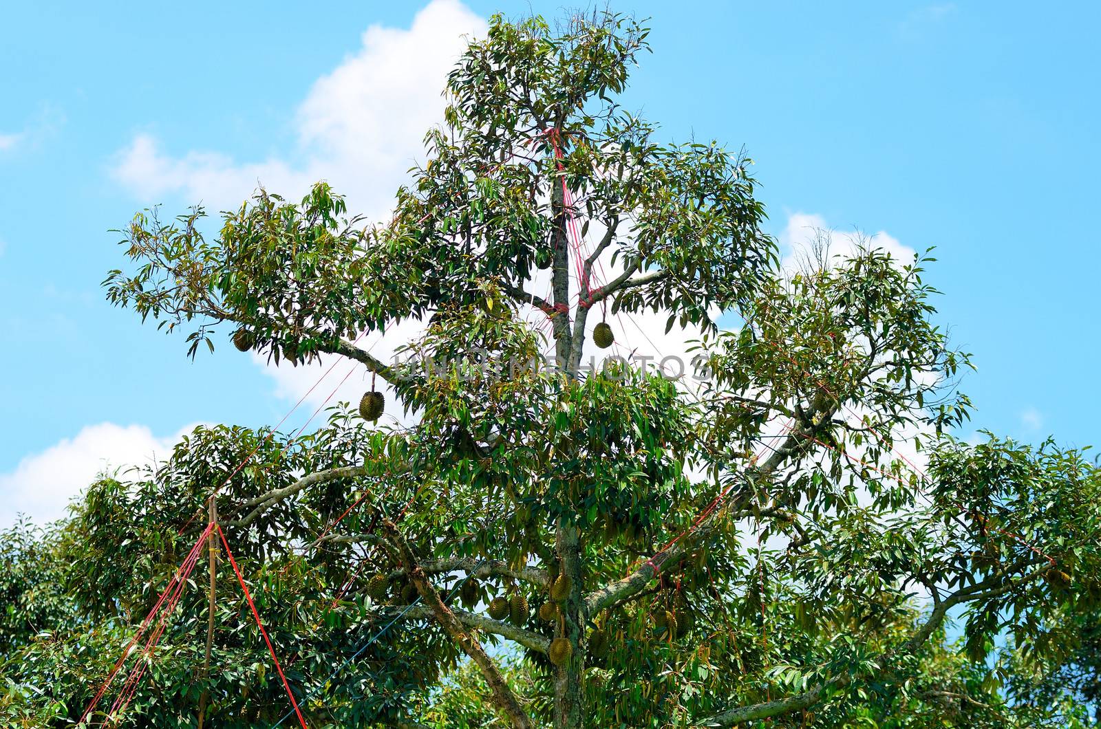 Durian tree, Agriculture in Thailand