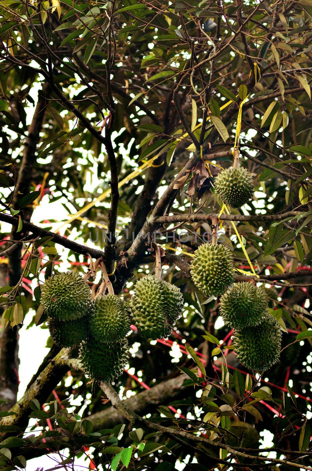 Durian on tree by pixbox77