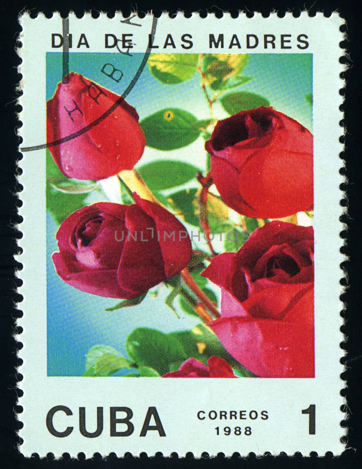 CUBA - CIRCA 1988: A post stamp printed in Cuba divided to Mother's Day and shows  rose , circa 1988 by Zhukow