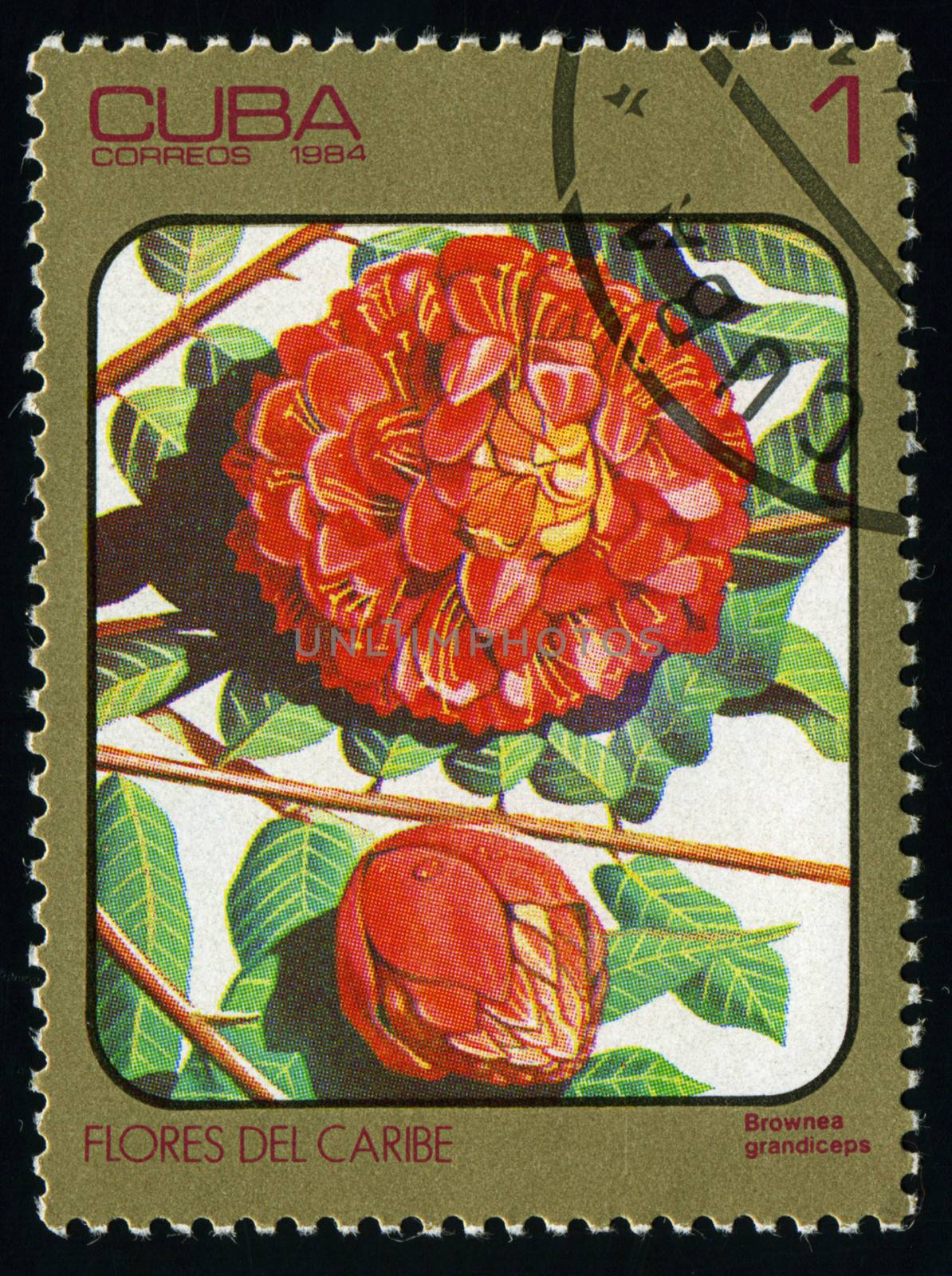 CUBA - CIRCA 1984: post stamp printed in Cuba shows image of brownea grandiceps (rose of Venezuela or scarlet flame bean) from Caribbean flowers series, Scott catalog 2687 A730 1c, circa 1984 by Zhukow