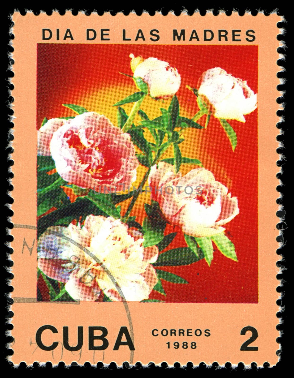 CUBA - CIRCA 1988: A post stamp printed in Cuba divided to Mother's Day and shows  rose , circa 1988 by Zhukow