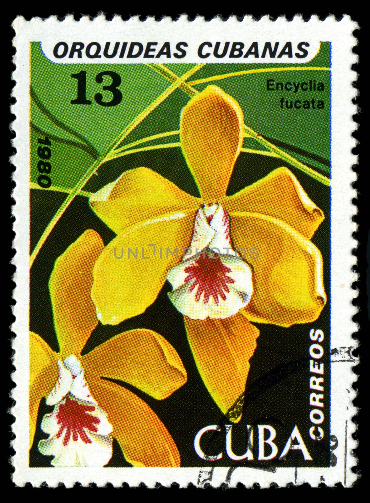 CUBA - CIRCA 1980: a stamp printed in the Cuba shows Brown Veined Encyclia, Encyclia Fucata, Orchid, circa 1980 by Zhukow