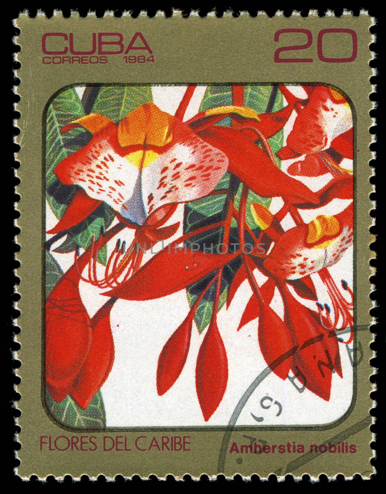 CUBA - CIRCA 1984: post stamp printed in Cuba shows image of amherstia nobilis from Caribbean flowers series, Scott catalog 2690 A730 20c, circa 1984 by Zhukow