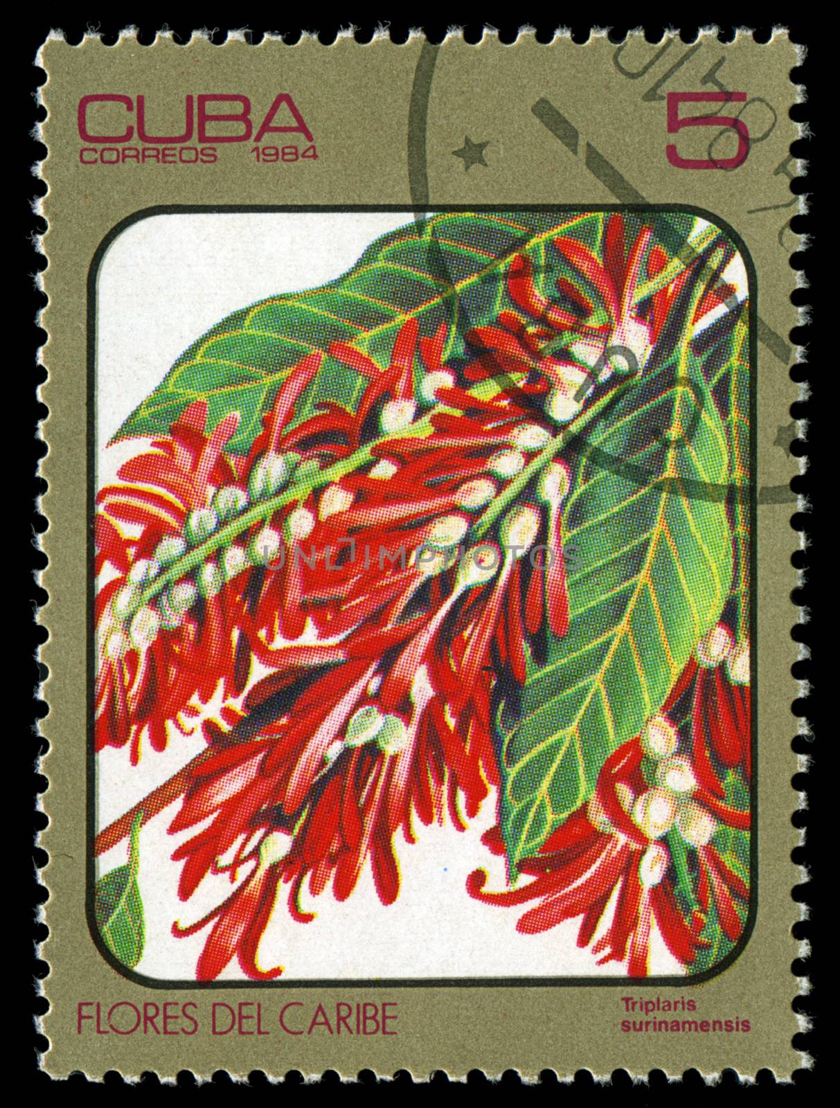 CUBA - CIRCA 1984: post stamp printed in Cuba shows image of triplaris surinamensis from Caribbean flowers series, Scott catalog 2689 A730 5c, circa 1984 by Zhukow