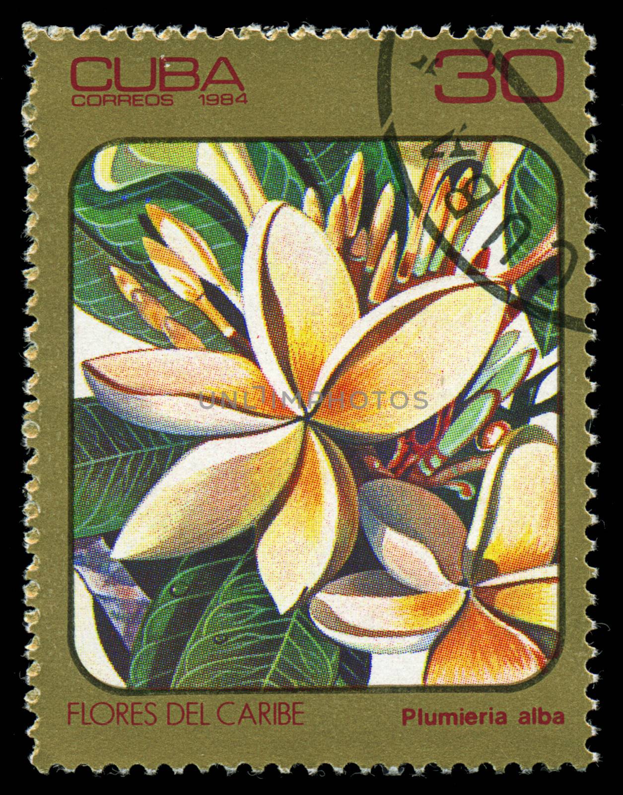 CUBA - CIRCA 1984: post stamp printed in Cuba shows image of plumeria alba (plumieria) from Caribbean flowers series, Scott catalog 2691 A730 30c, circa 1984 by Zhukow
