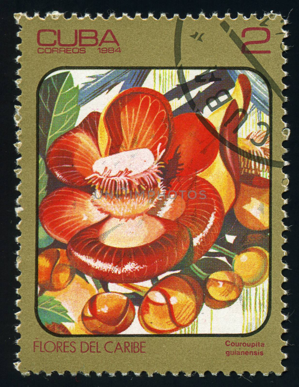 CUBA - CIRCA 1984: post stamp printed in Cuba shows image of couroupita guianensis (cannonball tree) from Caribbean flowers series, Scott catalog 2688 A730 2c, circa 1984