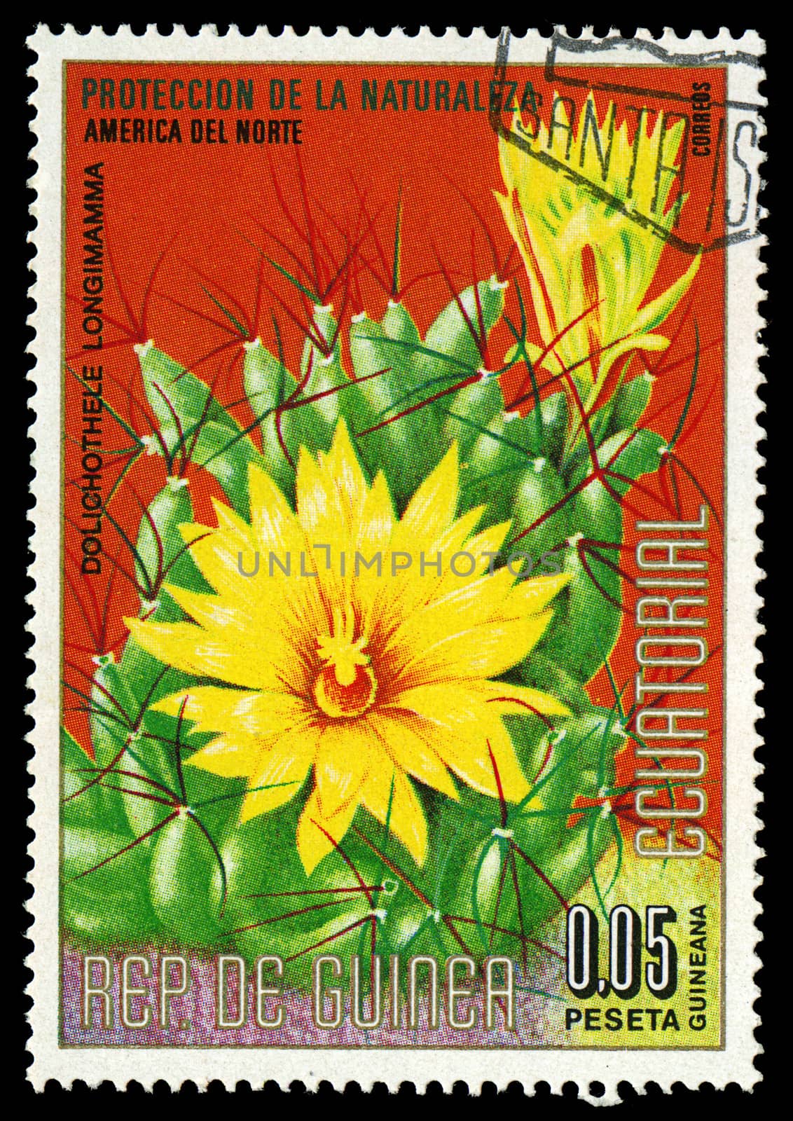 EQUATORIAL GUINEA - CIRCA 1974: A stamp printed in Equatorial Guinea shows Dolichothele Longimamma, series is devoted to flowers, circa 1974 by Zhukow