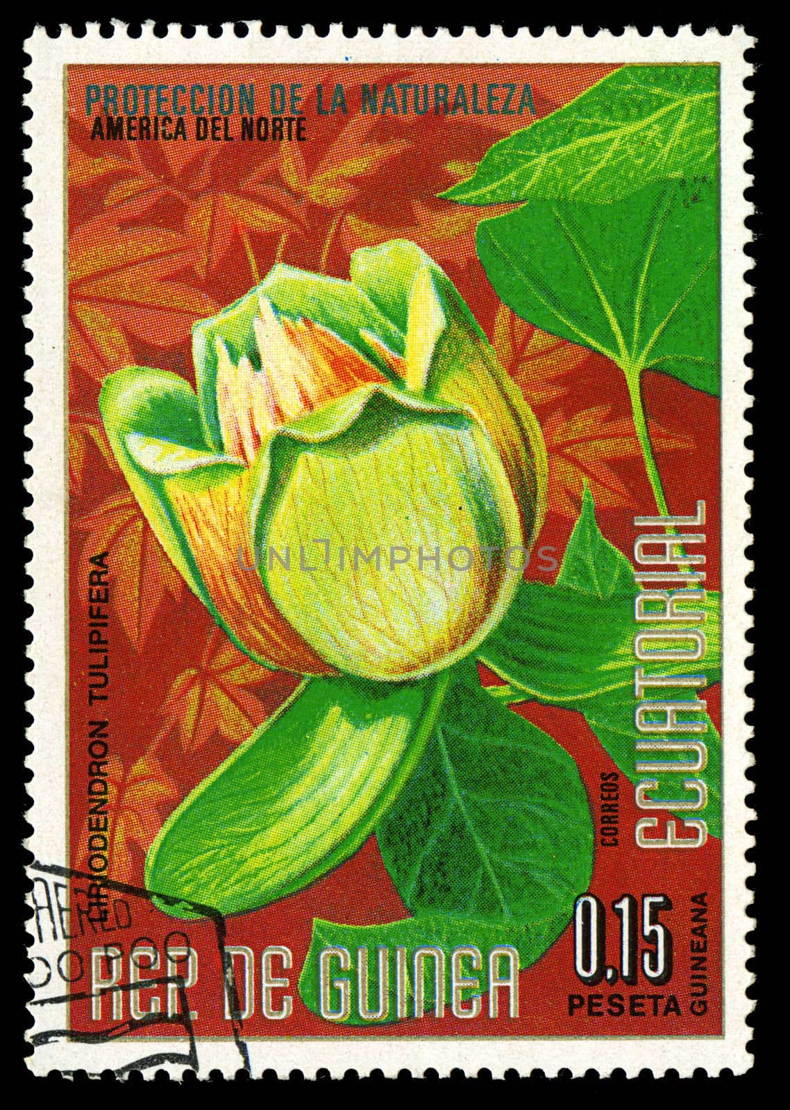 EQUATORIAL GUINEA - CIRCA 1974: A stamp printed in Equatorial Guinea shows Liriodendron Tulipifera, series is devoted to flowers, circa 1974 by Zhukow